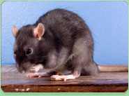 rat control Dewsbury
