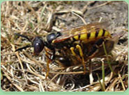 wasp control Dewsbury